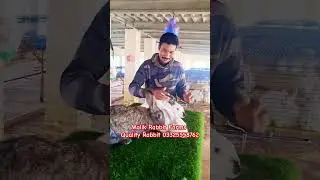 Rabbit Farm || Khargosh Farming || Quality Rabbit Breed