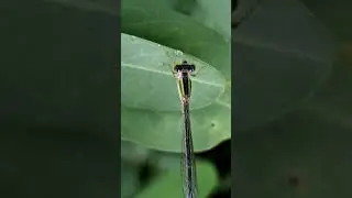 Like a tiny jewel, a damselfly rests on a vibrant green stem, its delicate wings catching the light