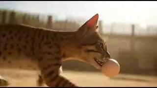Cat vs Hen Raw Village Footage #catvshen #realvillage #eggdrama #animalshorts #viralvideo