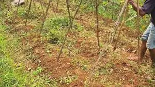 Old Farming Technique for Setting Wooden Poles #RuralAgriculture #TraditionalFarming