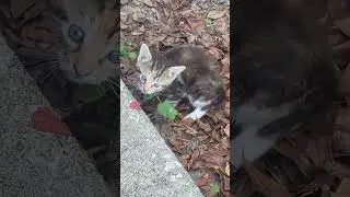 New kitten to our colony. This video was recommended by my daughter. #catcute #cat #catshorts