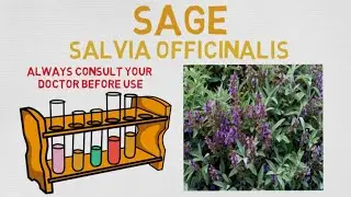 Essential Oil Breakdown: Sage Oil! Benefits, Uses, and History (Aromatherapy)