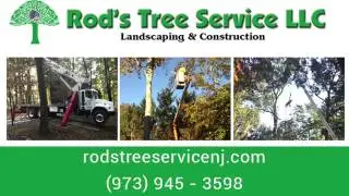 Tree Service Company Morris County NJ
