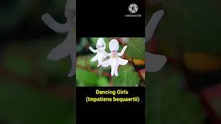 Top 10 weirdest looking flowers in the world