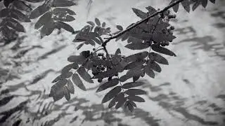 The River Remembers - Roscommon Stories from along the River Shannon