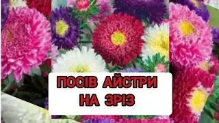 Посів айстри на зріз.