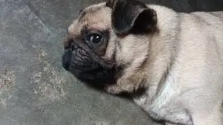Pug puppies 9991107777 #pug #puppy#dogshorts #shorts #puppy  