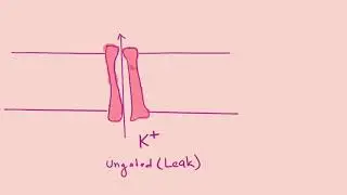 Types of Ion Channels