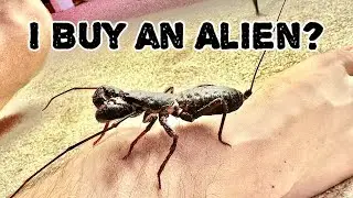 REPTILE Convention Charlotte: ALIEN Animal Hugs (Emotional)