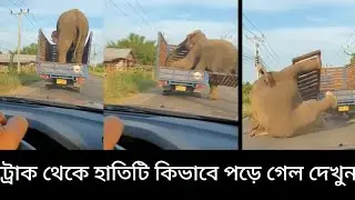ট্রাক থেকে হাতিটি কীভাবে পড়ে গেল দেখুন 😱 | Elephant Falls From Truck | Shocking Viral Video