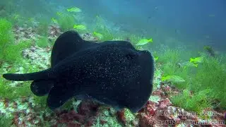 HDObservations : Round Ribbontail Ray (4K UHD)