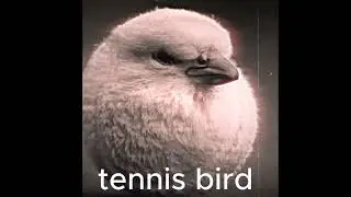 tennis bird video (very funny not rickroll)