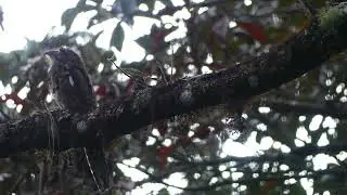 Potoo en american  Redstart in the tropics#birds #shorts