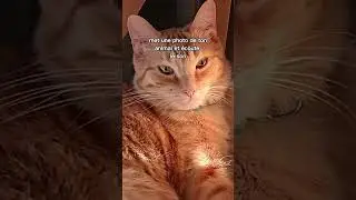 mon chat #chat #animal#animaldecompagnie