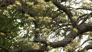 Crateva religiosa  flowering in Delhi