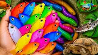 Scoop up these beautiful fish and cute animals: ducklings, giant catfish, turtles, frogs, molly fish