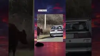 what???? #slap #cow #car #highway #funnyvideo #halalmemes