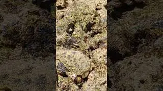イソアワモチの高速移動/喜界島/a kind of sea slug/Peronia verruculata