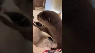 Hello. #Day136 of #otter. Happiness in Fur Form. #ottertok #fy #cute #wait