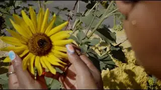 sunflowr (official lyric video)