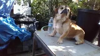 Huynhs Kennels & HK BullyCamp Picture Presents (Huynh Genie) this Breed HK Miniature Bully