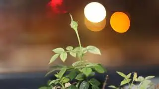 Mini rose growth and bloom time lapse