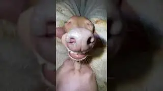 Cachorro dormindo roncando #Shorts