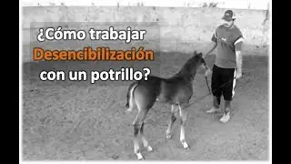 #SoyLeyenda -  v2 ¿Cómo trabajar la descencibilización con un potrillo? How to desensitize a foal?