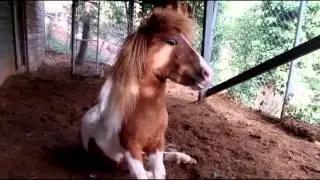 Our smart Mini Horse