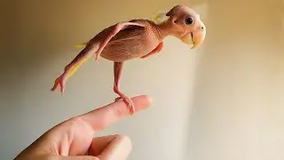 Un Uccello Senza Piume e Un Canto Che Scioglie i Cuori Ogni Mattina