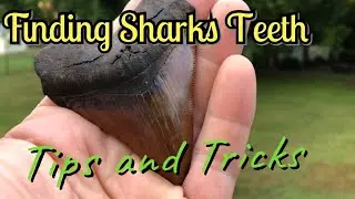Looking for Sharks Teeth | Helpful Tips to find MORE fossils!
