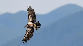 Відновлені крила