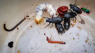 Looking Insect Meet Black Beetle, Centipede, Red Millipede, Laval, Beetle Worm #insects #animal
