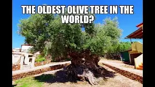 The oldest olive tree in the world?