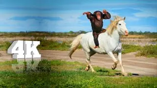 jungle animal white horse beautiful janwar ghoda 4k new animals punjabitv404