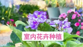 难得一见室内开花比室外还好的花！案例是仙客来和非洲堇也叫非洲紫罗兰英文名African Violet（园艺篇263）