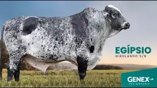 EGIPSIO - TOURO GIROLANDO 5/8