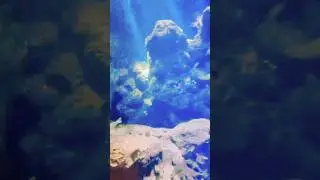 Kuwait beautiful place🦈🐠🔥#shorts #viral #viralshorts