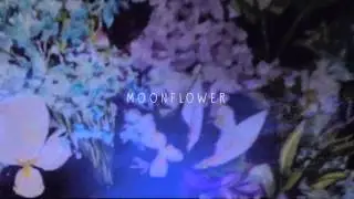 Plini - Moonflower (Audio)
