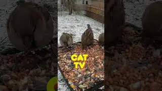 Best Cat TV ⭐, Relaxing Bird Videos for Cats to Watch - Cat Games HD - Videos for Pets to Watch