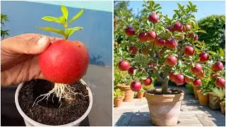 Growing apple plant at home | Try this easy method for home planting