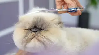Вы должны увидеть эту кошку!! 😻🛁✂️❤️Вы станете любителем кошек, даже если вы им не являетесь!