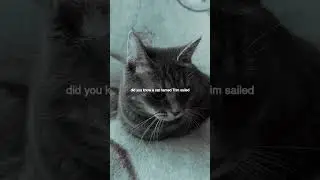 The Most Famous Cats in History and Pop Culture!