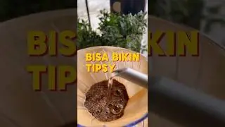 Gayo wine, gacor banget nih biji #ottencoffee #coffee #mengopikanindonesia #gayo