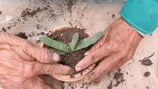 Reproduccion de una Agave y una Gasteria