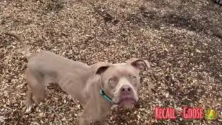 Goose, Off leash Recall | dog obedience school | puppy training | reactive dog training | OBKS 