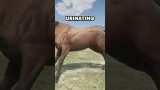 Неиспользованная анимация лошади в Red Dead Redemption 2