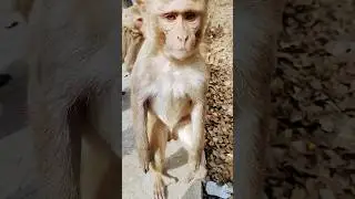 Monkey Munchies: Jaw-Dropping Jumps for Yummy Snacks! | #shorts #short