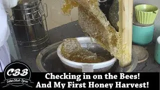 Checking in on the Bees! And My First Honey Harvest!