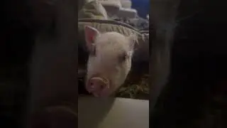 Piggy in a pillow #piggy #pillow #mini #cute